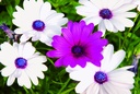 Osteospermum (Kapmargrite), Violett-weisse Mischung