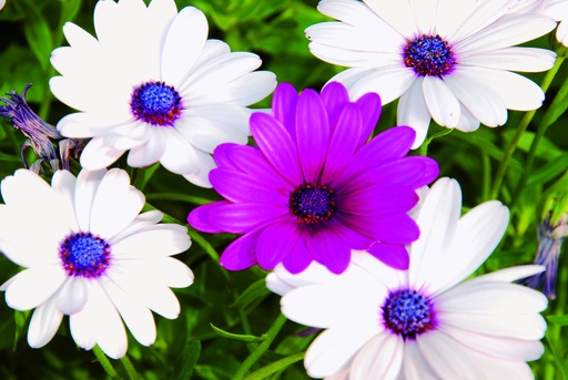 [AC-8090-00] Osteospermum (Marguerite du Cap), Mélange blanc-violet