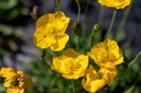 Alpine poppy, Grammont