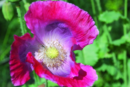 [AC-8240-00] Mohn, Pastellfarben gemischt (einjährig)