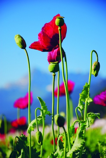 [82420] Pavot, Rouge carmin (plante annuelle)