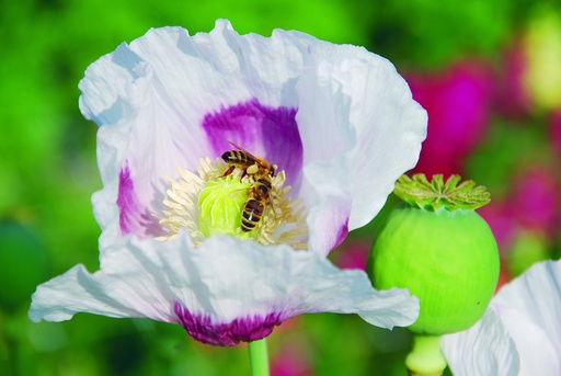 [AC-8244-00] Poppy, White-lilac (annual)