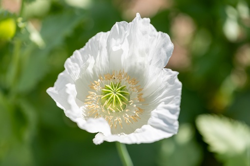 [AC-8246-00] Pavot, Nuage blanc (annuelle)