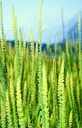 Reseda (Dyer's rocket), Yellow (biennial)