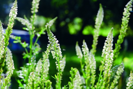 [AC-8350-00] Réséda blanc, Mignonette (plante annuelle)