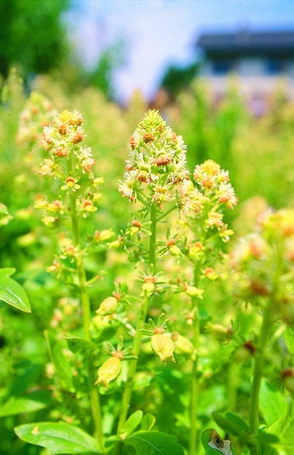 [AC-8360-00] Reseda, Fragrant Garden  (annual)