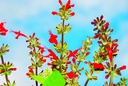 Salvia di sangue, Fiammetta