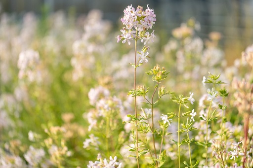 [AC-8510-00] Common soapwort, White