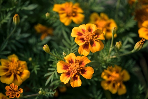 [AC-8540-00] Tagetes (Studentenblume), Einfach gemischt (einjährig)