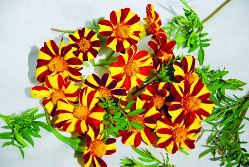 [AC-8542-00] Tagetes (Marigold), Pinwheel (annual)