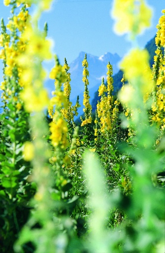 [AC-8660-00] Molène à fleurs denses (Bouillon blanc) (plante bisannuelle)