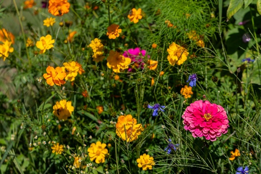 [88470] Cutting flower mix, Love letter (annual)