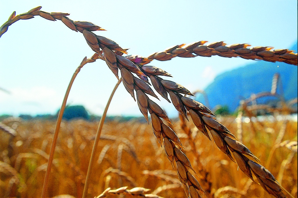 Dinkel, Oberkulmer Rotkorn: Samen kaufen | Zollinger Bio