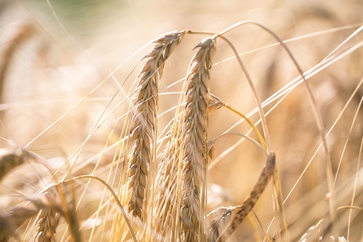 [AE-9271-100] Barley