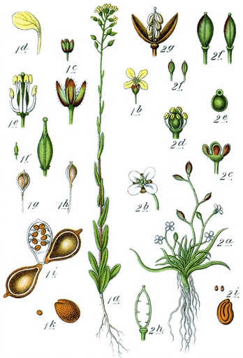 Caméline (plante annuelle)