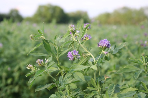 Cover crop, Alfalfa (Lucerne) (perennial)