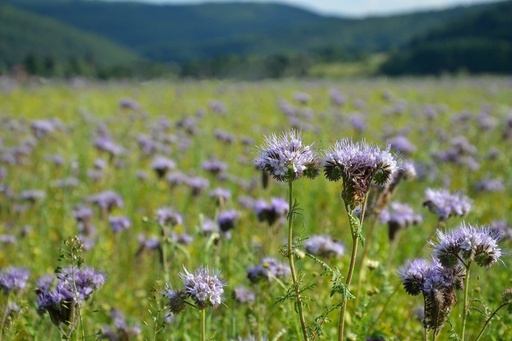 Colture di copertura, Pausa estiva