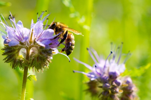 [AE-9521-00] Phacelia