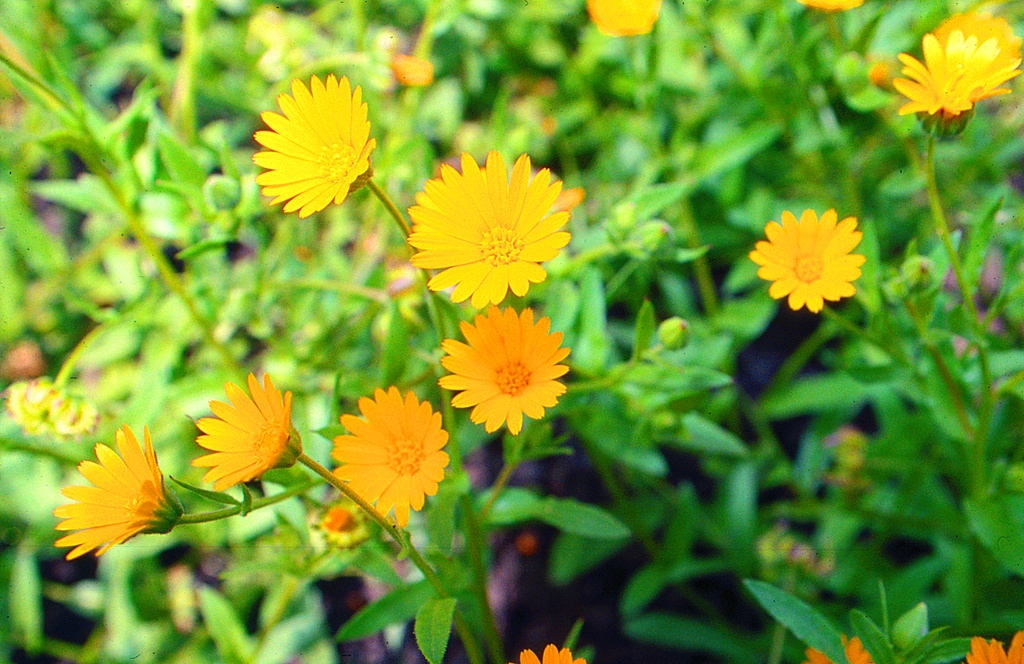 Souci des Champs (engrais vert annuel)