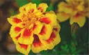 Tagetes, gelb gefleckt