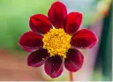 Dahlia ‘Mexican Star’