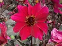 Dahlia ‘Pride One’