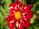 Dahlia ‘Impression Festivo’