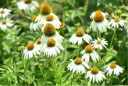 Echinacée 'White Swan'