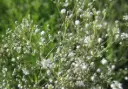 Gypsophile paniculé 'Snowflake'