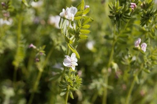 Cover crop, Serradella