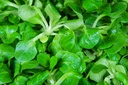 Corn salad (Lamb's lettuce), Olympe