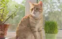 Mélange 'Herbe à Chat'