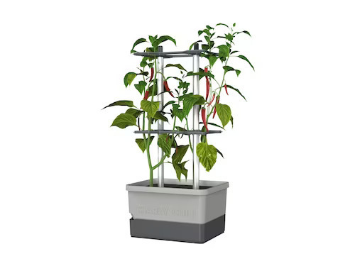 Pepper pot, Charly Chili