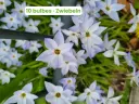 Stella di Primavera 'Wisley Blue'