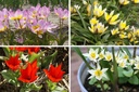 Tulipe sauvage 'Mix'