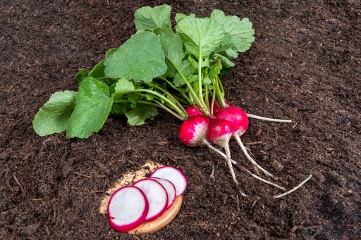 Radish, National 2