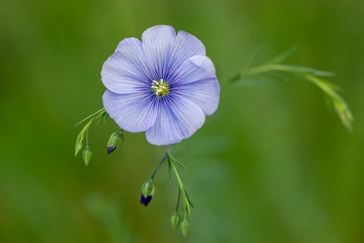 [AC-7662-00] Perennial flax, Alpine sapphire