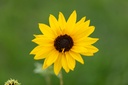Sunflower, Golden eye