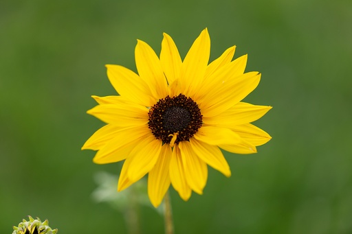 Sonnenblume, Golden eye