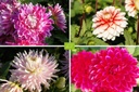 Dahlia, Mother's Day