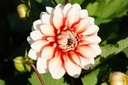 Dahlia, Larrys Love