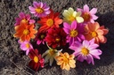 Dahlia, Rainbow Mix