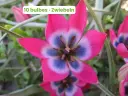 Tulipe sauvage 'Little Beauty'