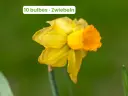 Narcisse 'Jetfire'