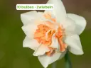 Narciso 'Replete'