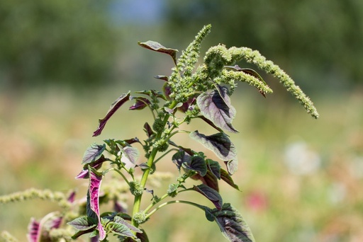 [00210] Blattamaranth, Roter