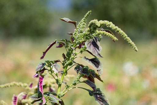 [AA-0021-00] Amaranth, Red Leaf Amarant