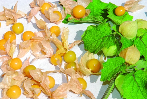[00310] Physalis, Cerise de Terre
